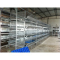 Automatic quail layer cage